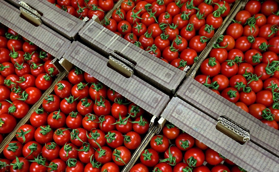 Рейтинг. Ўзбекистон энг кўп помидор экспорт қилаётган давлатлар
