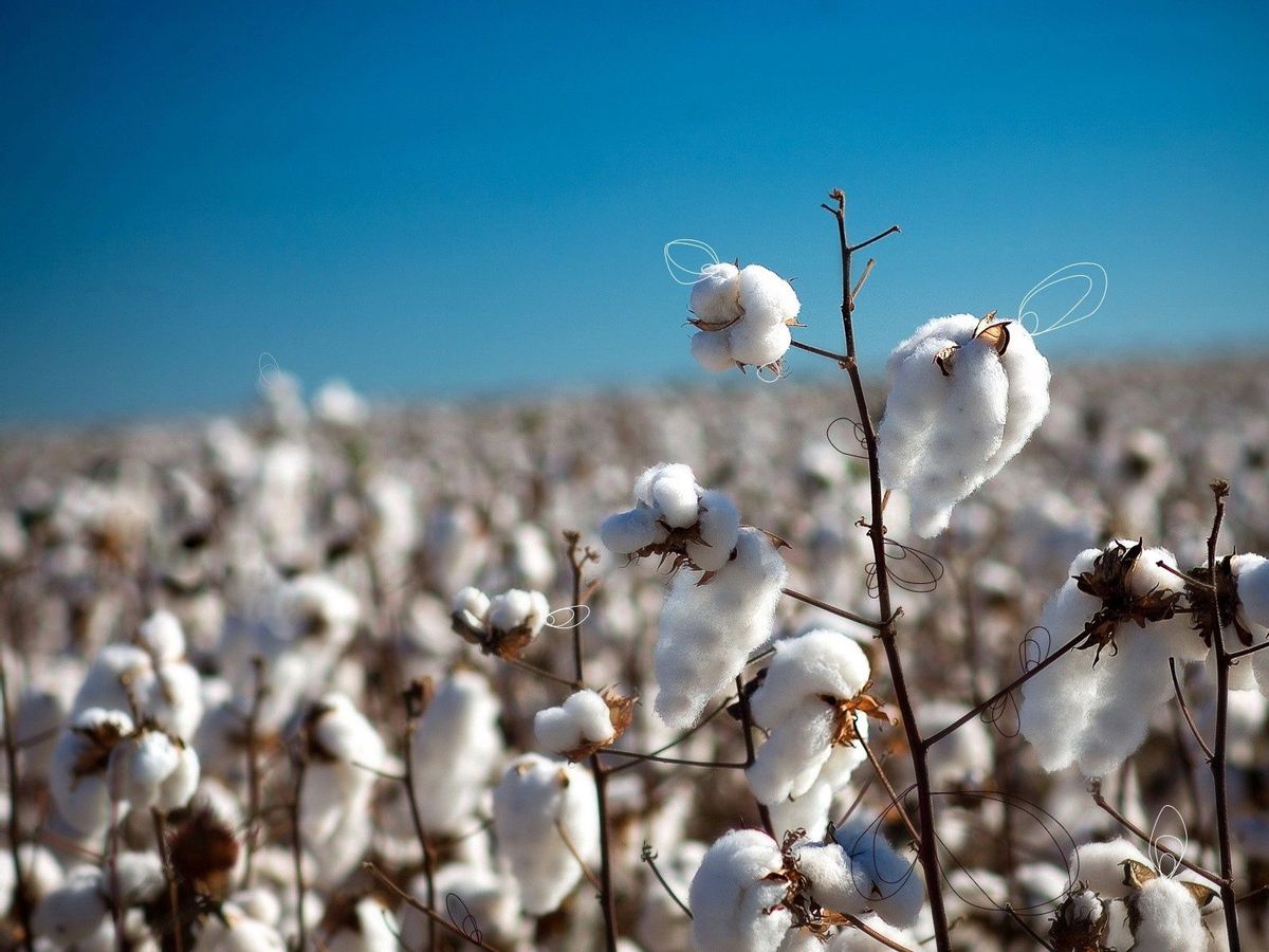 Cotton Campaign Ўзбекистон пахтасига эълон қилинган 13 йиллик бойкотни бекор қилди
